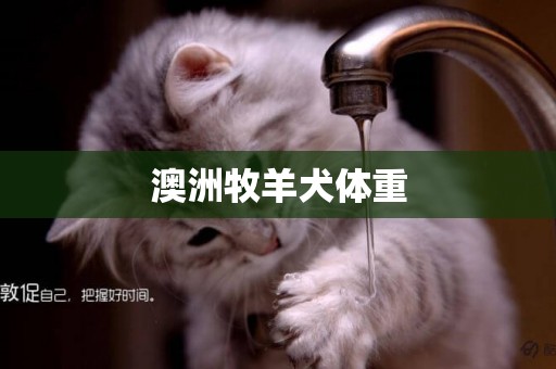 澳洲牧羊犬體重
