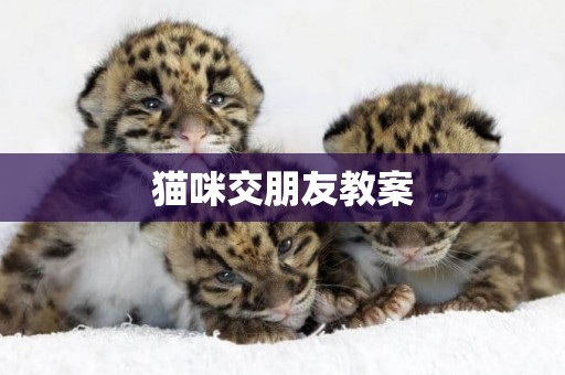 貓咪交朋友教案