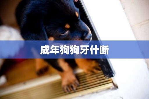 成年狗狗牙什斷