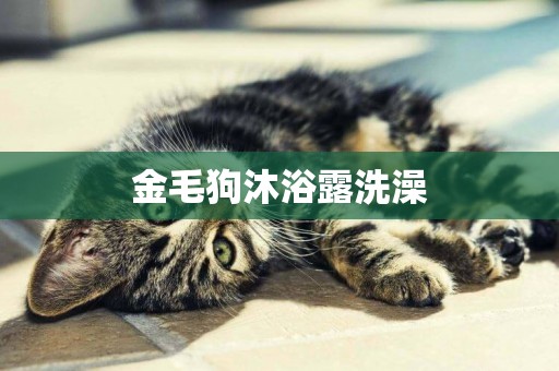 金毛狗沐浴露洗澡