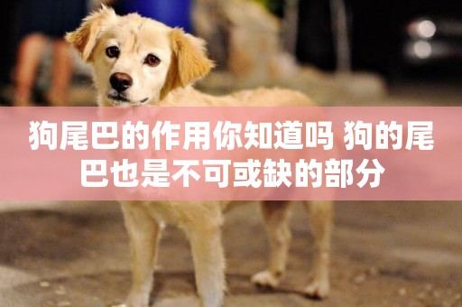 狗尾巴的作用你知道嗎 狗的尾巴也是不可或缺的部分