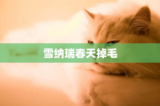 雪納瑞春天掉毛