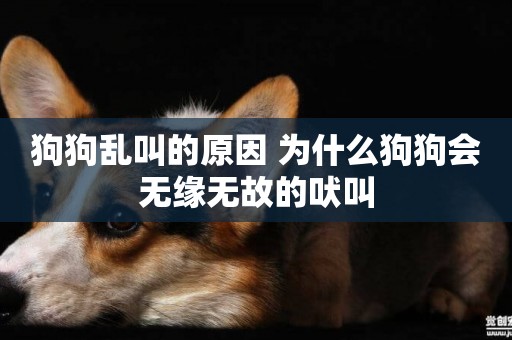狗狗亂叫的原因 為什么狗狗會無緣無故的吠叫