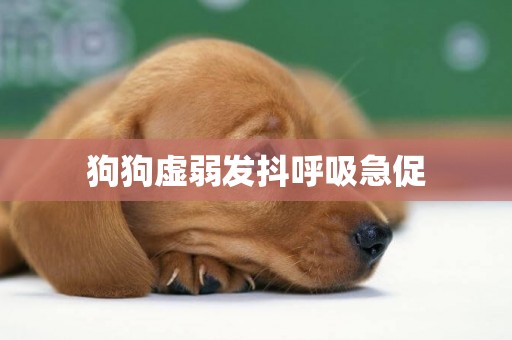 狗狗虛弱發抖呼吸急促