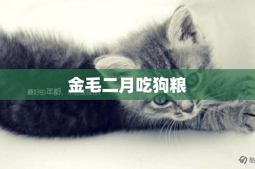 金毛二月吃狗糧