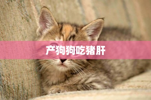 產狗狗吃豬肝