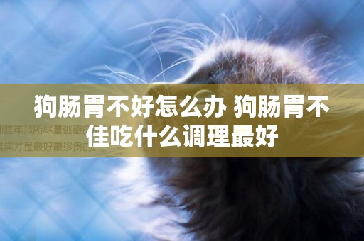 狗腸胃不好怎么辦 狗腸胃不佳吃什么調理最好 狗腸胃不好怎么辦 狗腸胃不佳吃什么調理最好