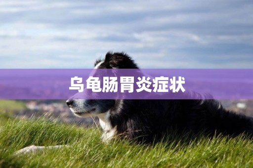 烏龜腸胃炎癥狀