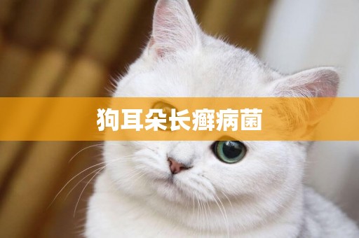 狗耳朵長癬病菌