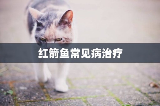 紅箭魚常見病治療
