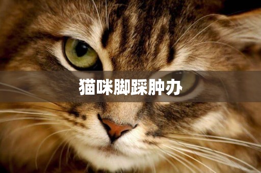 貓咪腳踩腫辦