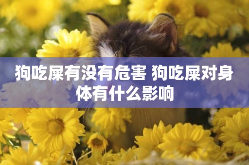 狗吃屎有沒有危害 狗吃屎對身體有什么影響