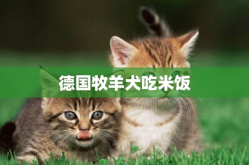 德國牧羊犬吃米飯
