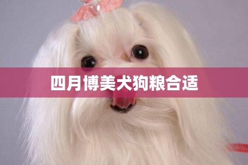 四月博美犬狗糧合適