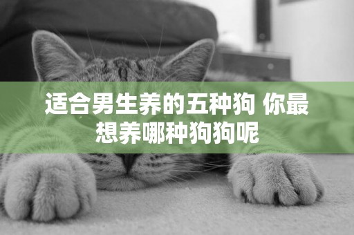 適合男生養的五種狗 你最想養哪種狗狗呢