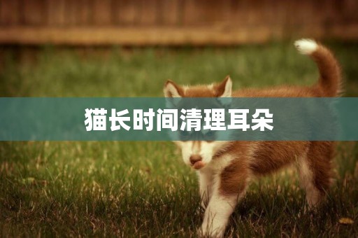 貓長時間清理耳朵