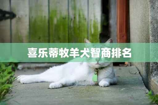 喜樂蒂牧羊犬智商排名