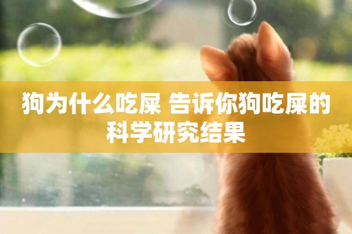 狗為什么吃屎 告訴你狗吃屎的科學研究結果