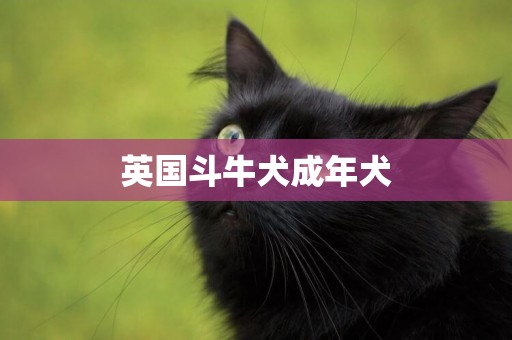 英國斗牛犬成年犬
