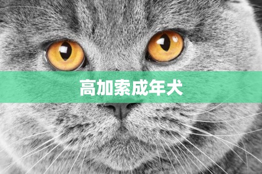 高加索成年犬