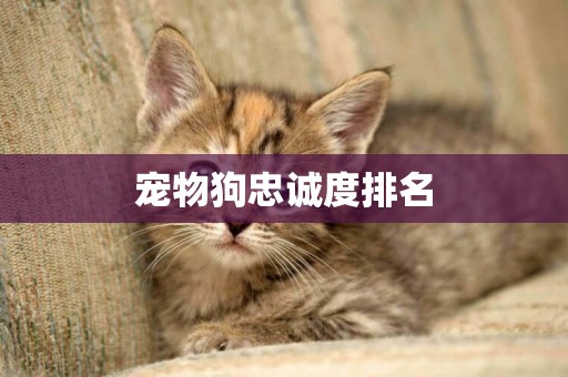 寵物狗忠誠度排名