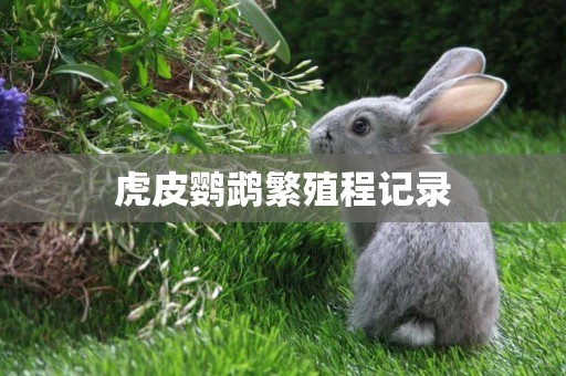 虎皮鸚鵡繁殖程記錄