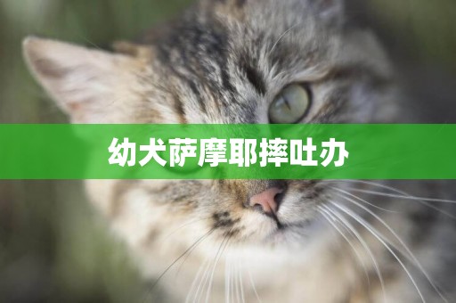 幼犬薩摩耶摔吐辦