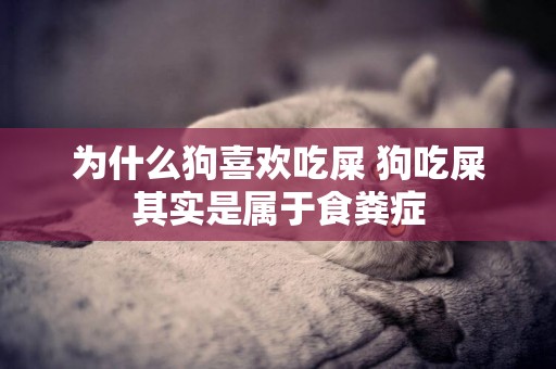 為什么狗喜歡吃屎 狗吃屎其實是屬于食糞癥