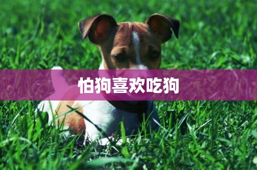 怕狗喜歡吃狗