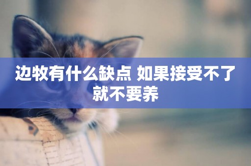 邊牧有什么缺點 如果接受不了就不要養