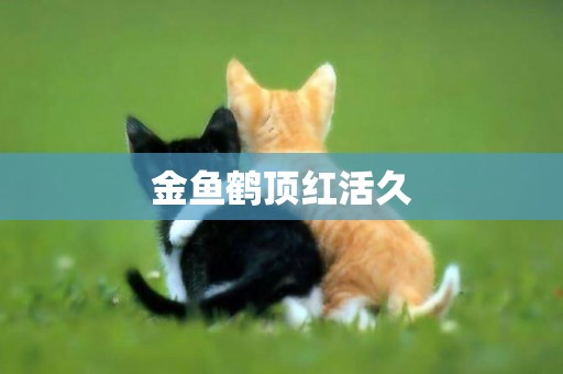 金魚鶴頂紅活久