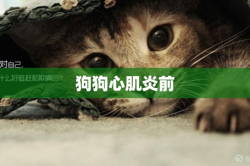 狗狗心肌炎前