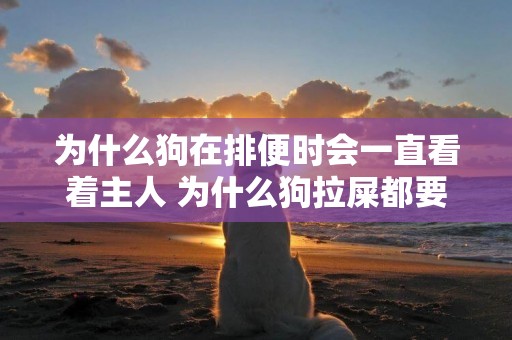為什么狗在排便時會一直看著主人 為什么狗拉屎都要看主人
