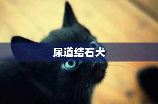 尿道結石犬