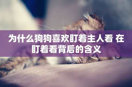 為什么狗狗喜歡盯著主人看 在盯著看背后的含義