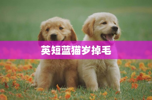 英短藍貓歲掉毛