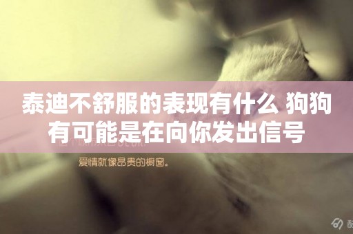 泰迪不舒服的表現有什么 狗狗有可能是在向你發出信號