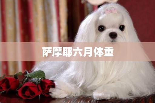 薩摩耶六月體重