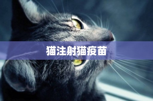 貓注射貓疫苗