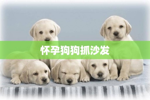 懷孕狗狗抓沙發