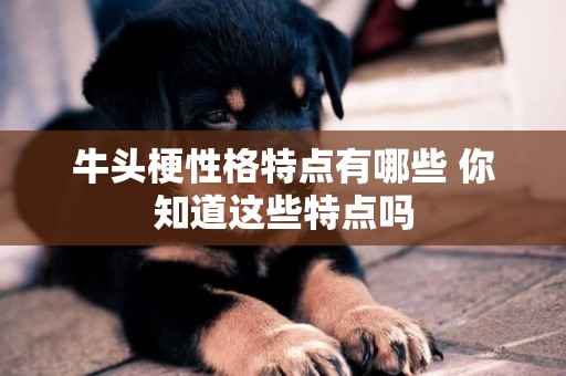 牛頭梗性格特點有哪些 你知道這些特點嗎