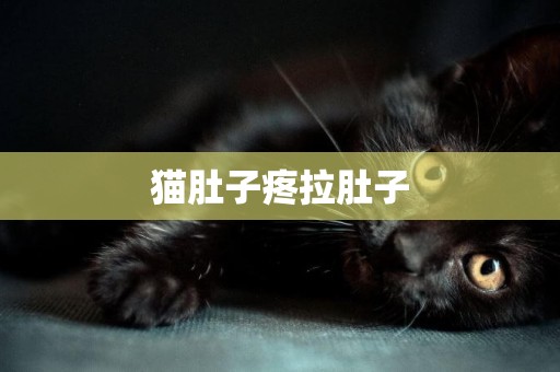 貓肚子疼拉肚子
