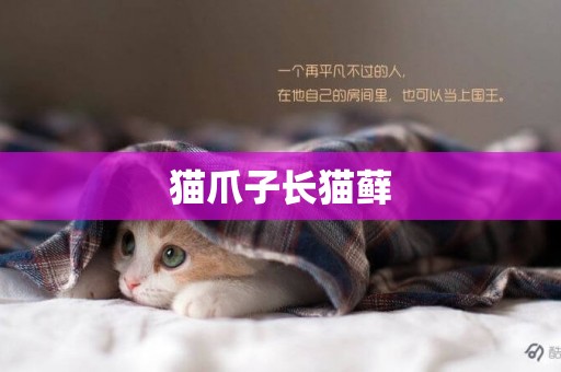 貓爪子長貓蘚