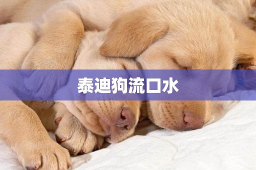 泰迪狗流口水