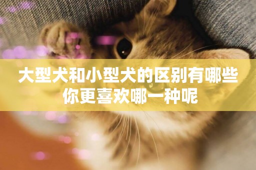 大型犬和小型犬的區別有哪些 你更喜歡哪一種呢