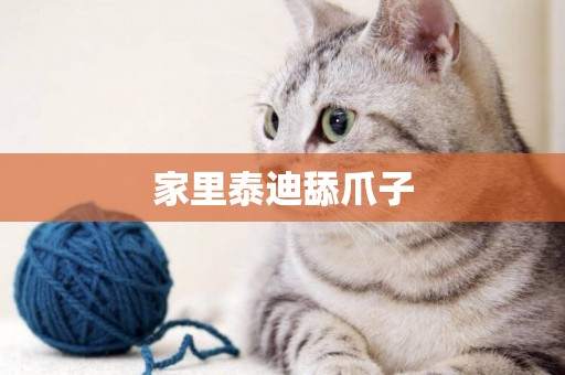 家里泰迪舔爪子