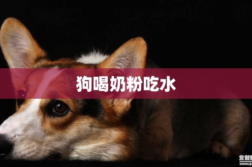 狗喝奶粉吃水