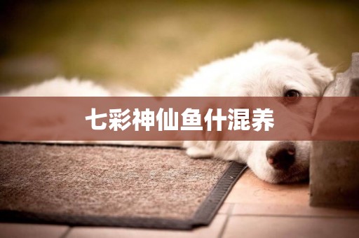 七彩神仙魚什混養