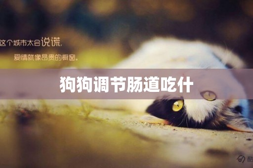 狗狗調節腸道吃什