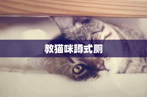 教貓咪蹲式廁